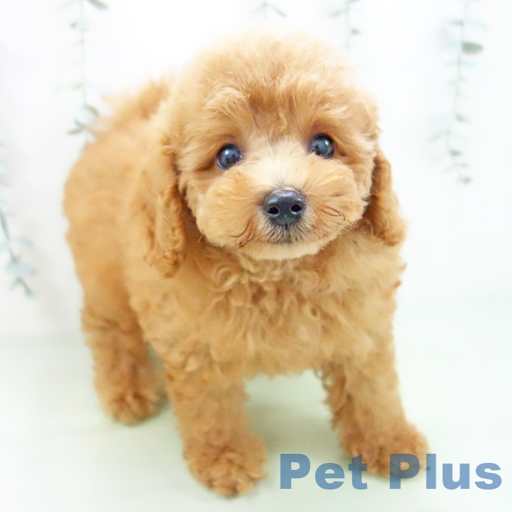 岐阜県のトイプードル(トイ) (ペットプラス光ケ丘店/2025年7月6日生まれ/女の子/レッド)の子犬の1枚目の画像
