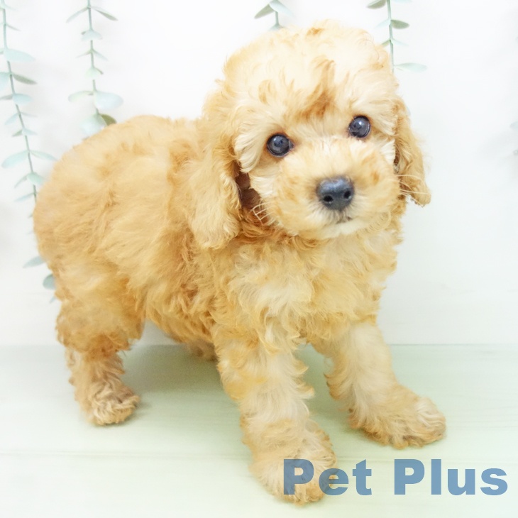 三重県のトイプードル(トイ) (ペットプラス鈴鹿店/2025年7月3日生まれ/男の子/アプリコット)の子犬の2枚目の画像