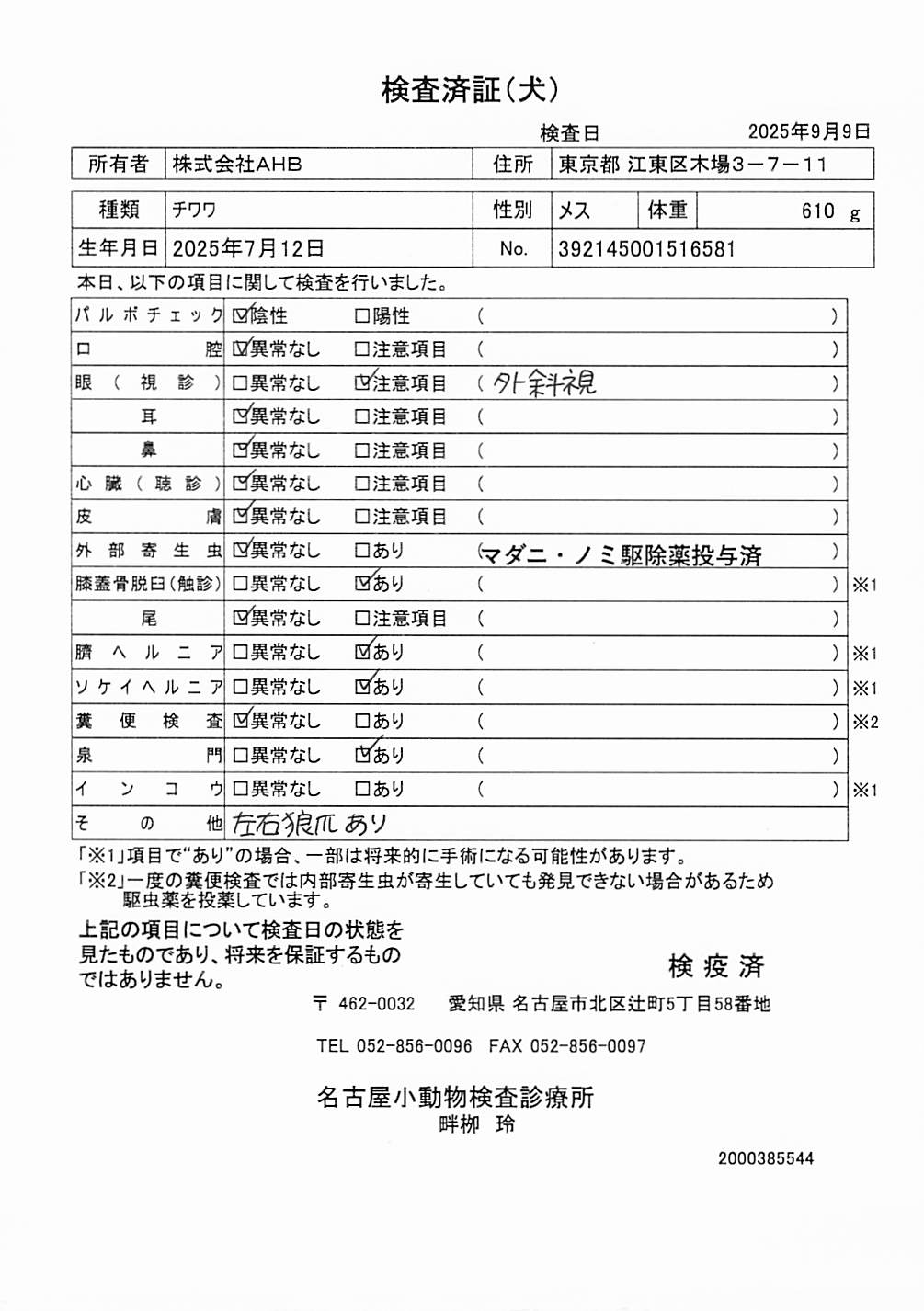 チワワ