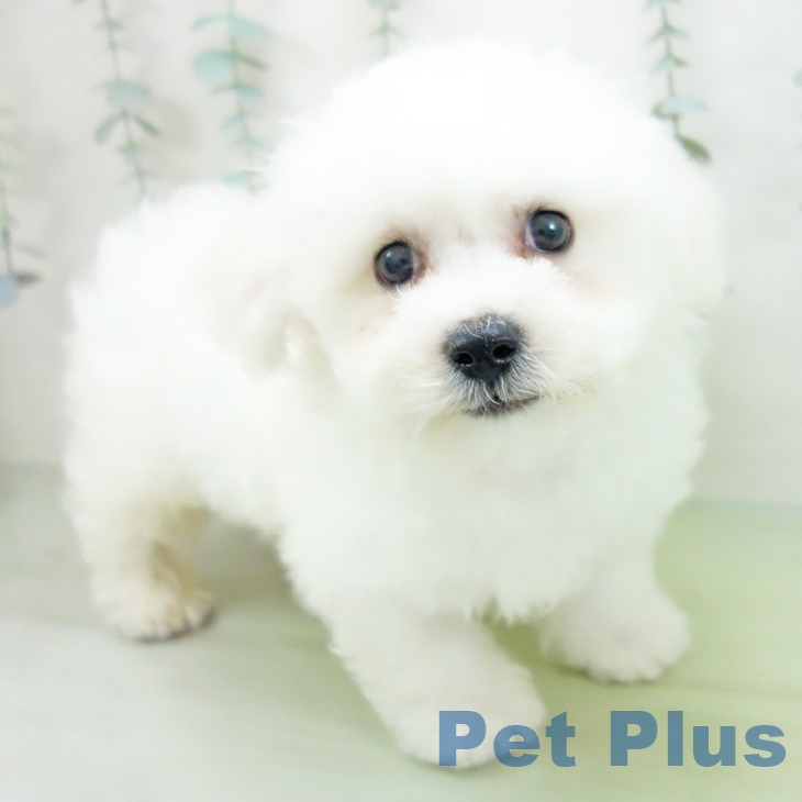福井県のビションフリーゼ (ペットプラス福井店/2025年7月12日生まれ/男の子/ホワイト)の子犬
