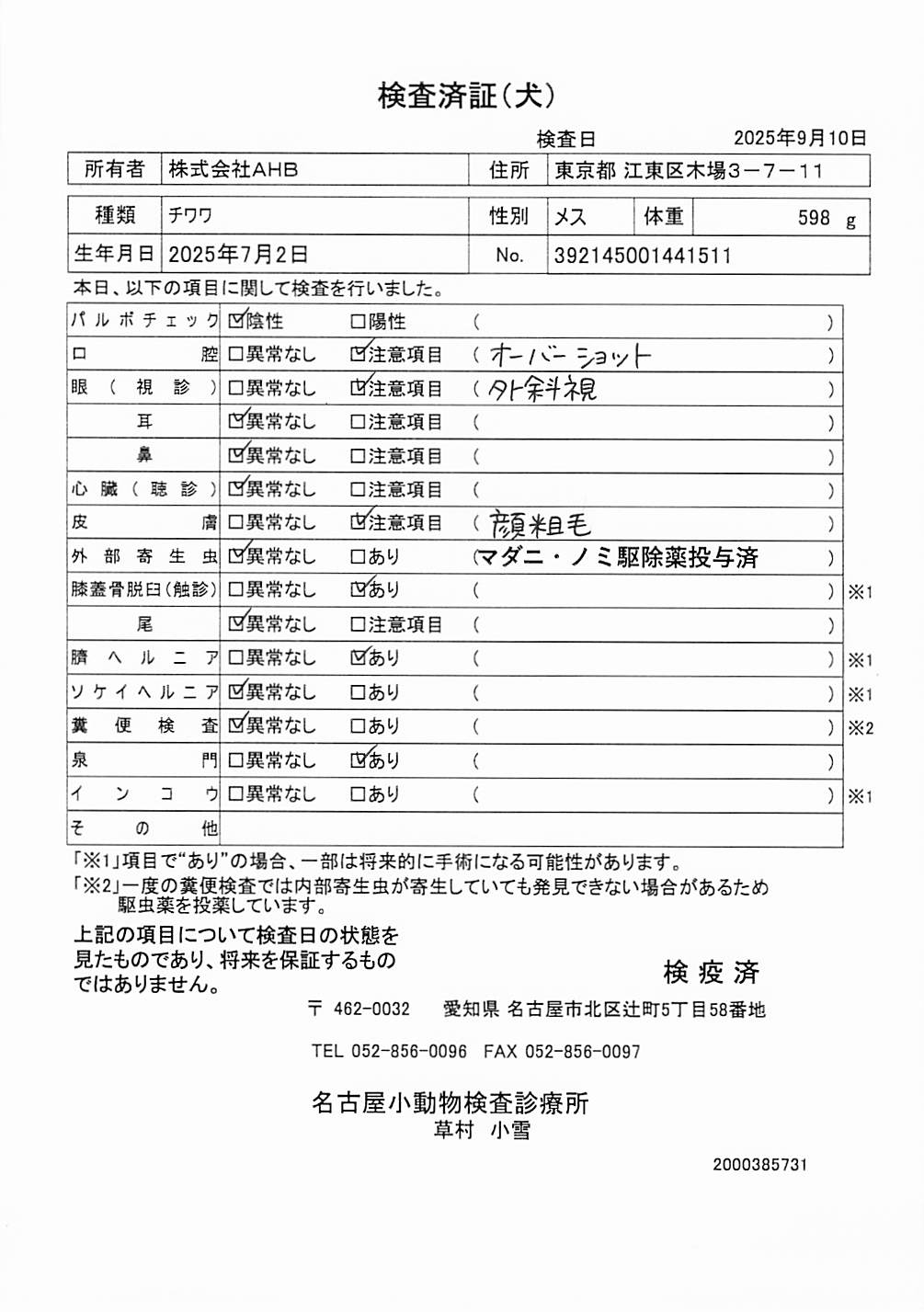 チワワ