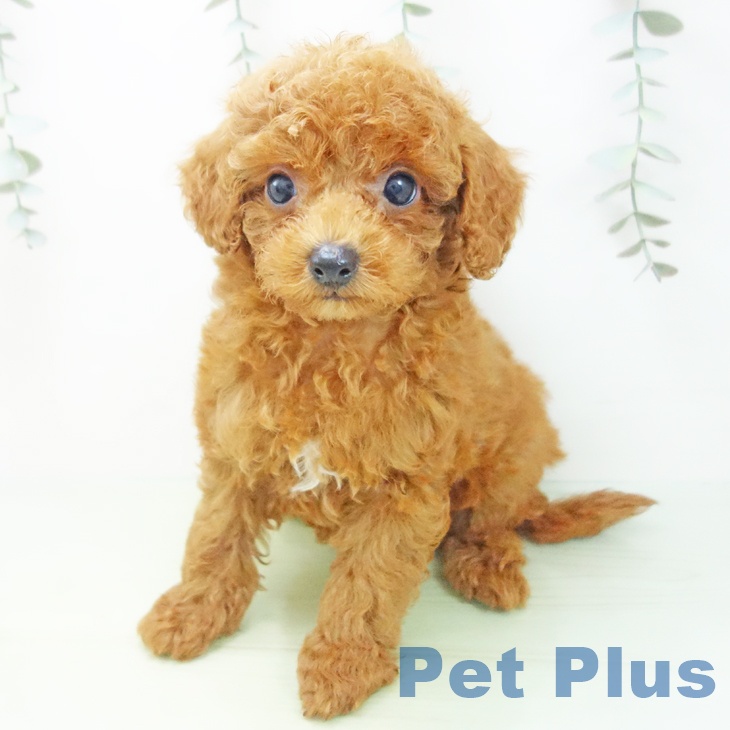 石川県のトイプードル(トイ) (ペットプラス白山店/2025年7月13日生まれ/男の子/レッド)の子犬