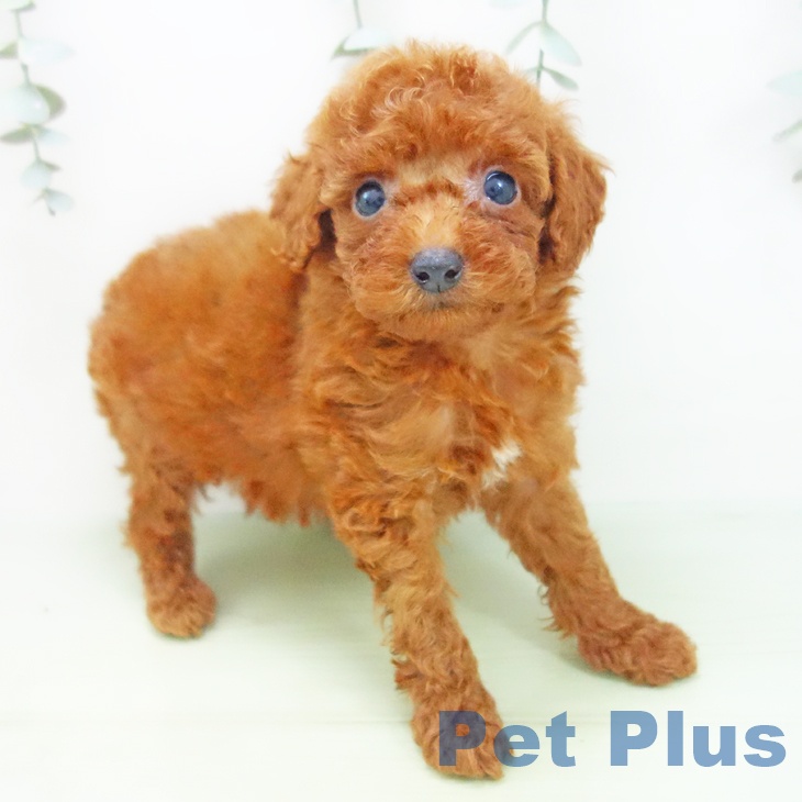 岐阜県のトイプードル(トイ) (ペットプラス各務原店/2025年7月16日生まれ/男の子/レッド)の子犬