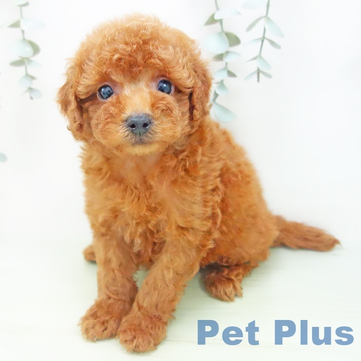 岐阜県のトイプードル(トイ) (ペットプラス光ケ丘店/2025年7月16日生まれ/男の子/レッド)の子犬