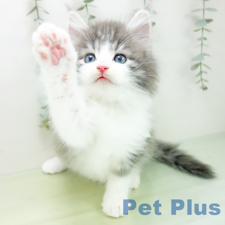ノルウェージャンフォレストキャット