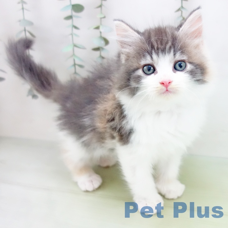 ノルウェージャンフォレストキャットの写真2