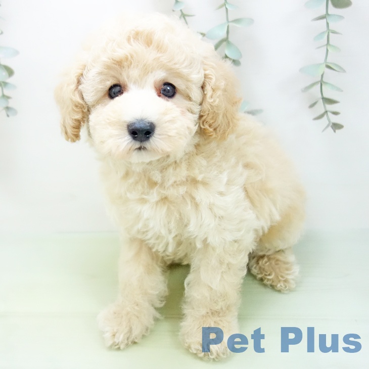 石川県のトイプードル(トイ) (ペットプラス白山店/2025年7月17日生まれ/男の子/クリーム)の子犬