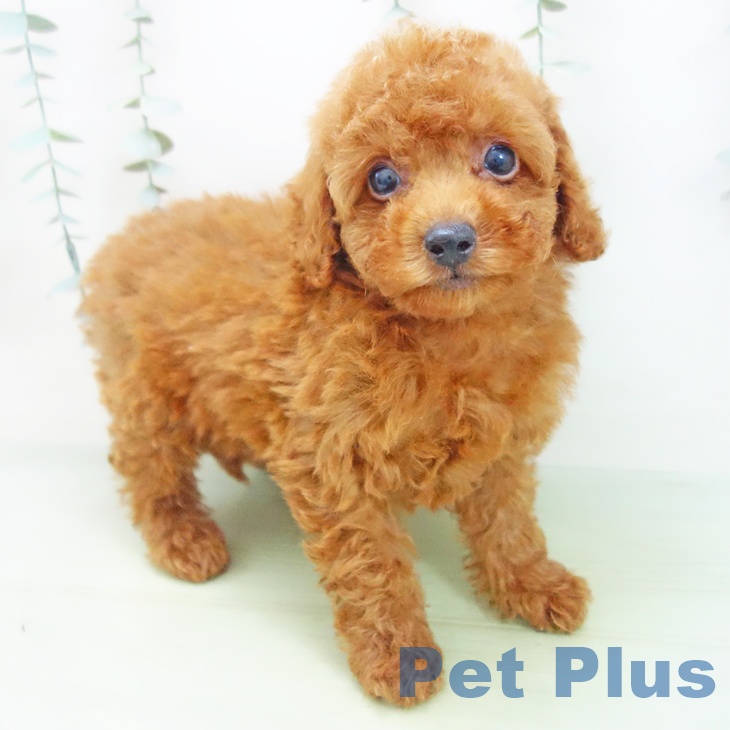 三重県のトイプードル(トイ) (ペットプラス桑名店/2025年7月19日生まれ/男の子/レッド)の子犬
