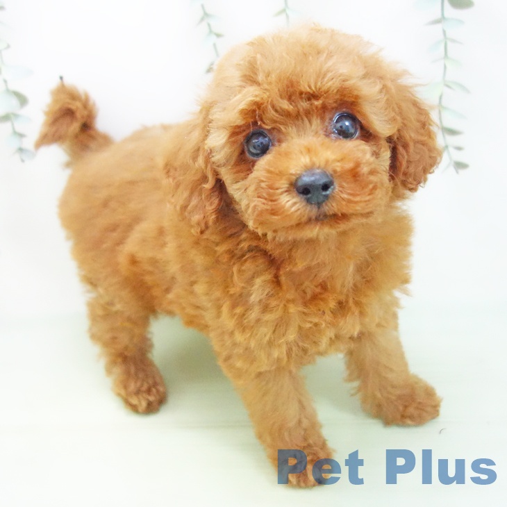 岐阜県のトイプードル(トイ) (ペットプラス各務原店/2025年7月19日生まれ/女の子/レッド)の子犬の1枚目の画像