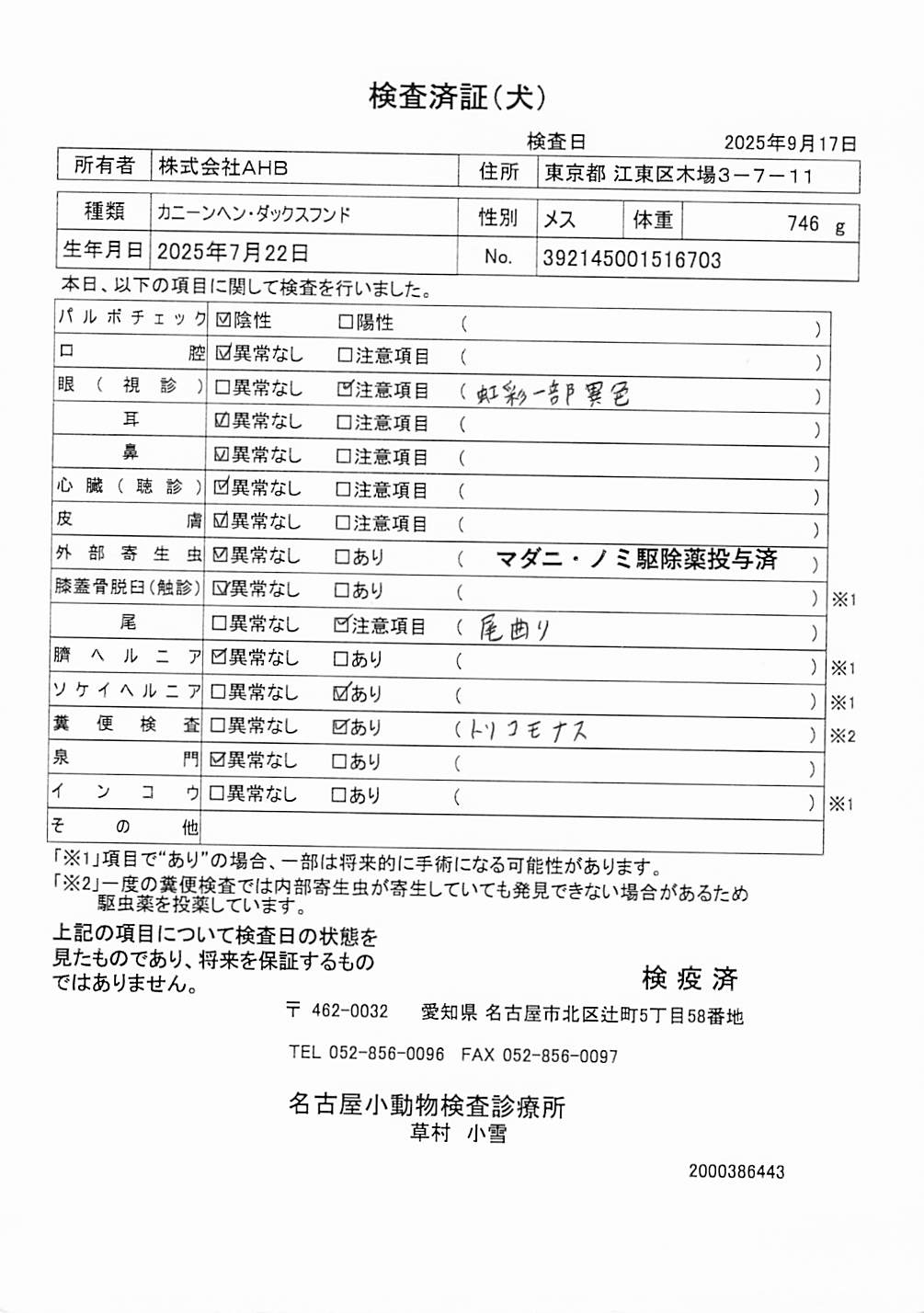 カニーンヘン・ダックスフンド