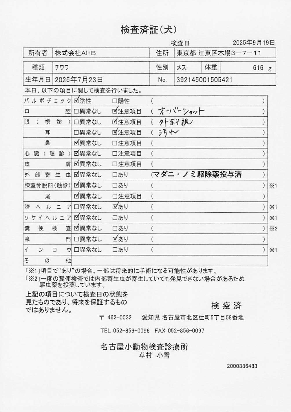 チワワ
