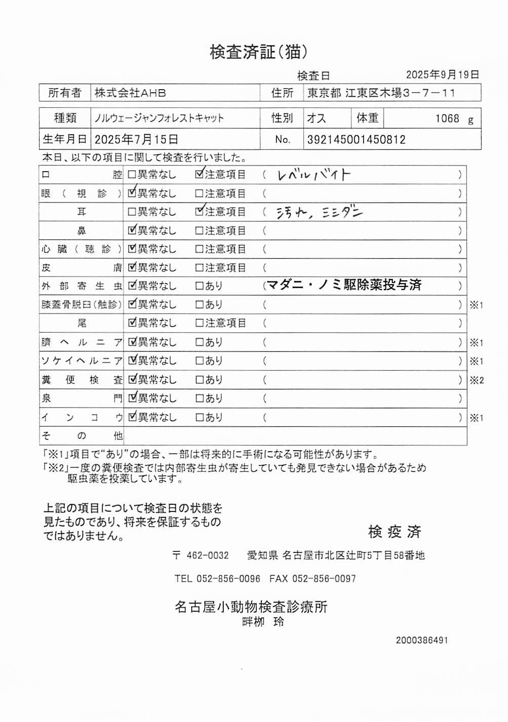 ノルウェージャンフォレストキャット