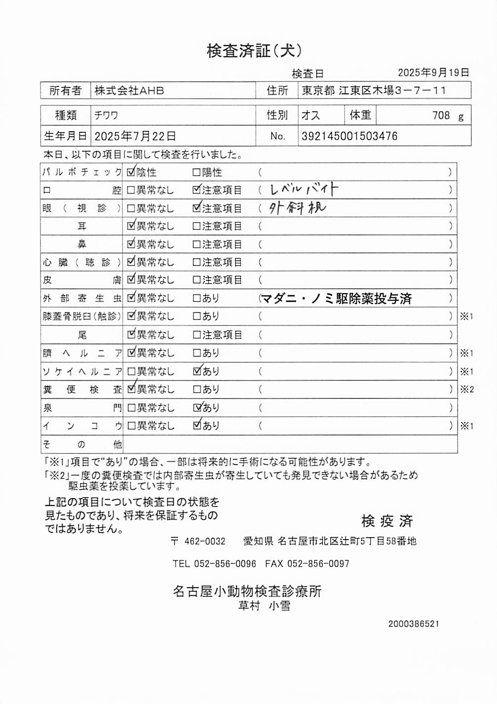 チワワ