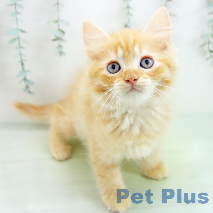 京都府のラガマフィン (ペットプラスイオンモールKYOTO店/2025年7月20日生まれ/男の子/レッドタビー)の子猫の1枚目の画像