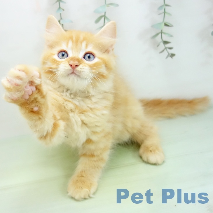 京都府のラガマフィン (ペットプラスイオンモールKYOTO店/2025年7月20日生まれ/男の子/レッドタビー)の子猫の2枚目の画像