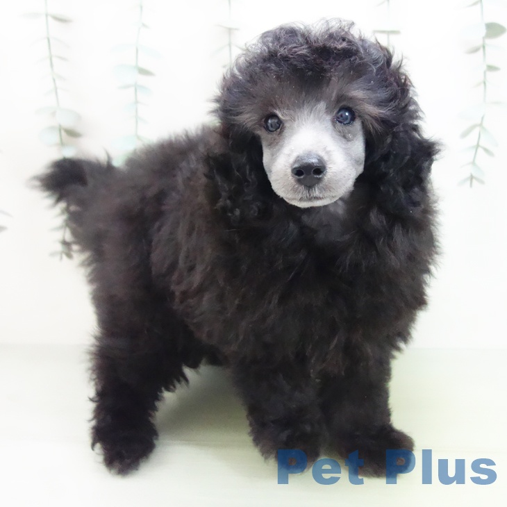 三重県のトイプードル(トイ) (ペットプラス東員店/2025年7月21日生まれ/男の子/グレー)の子犬