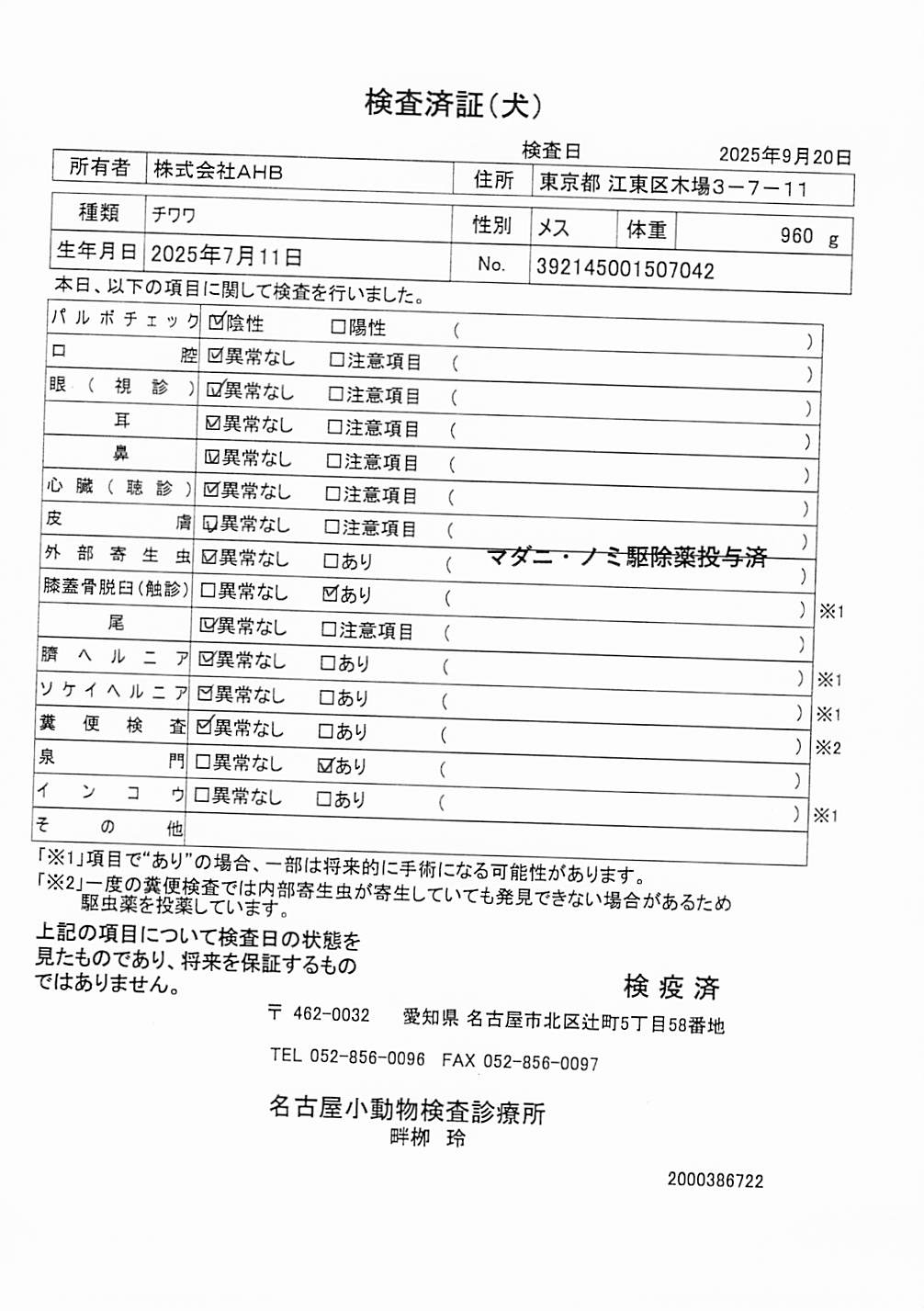 チワワ