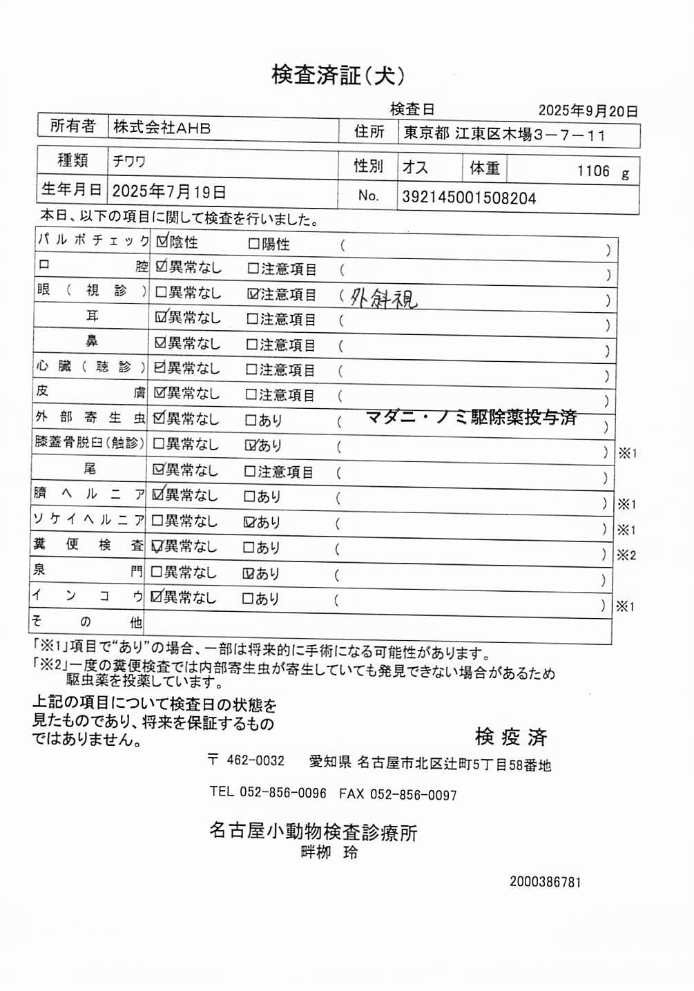 チワワ