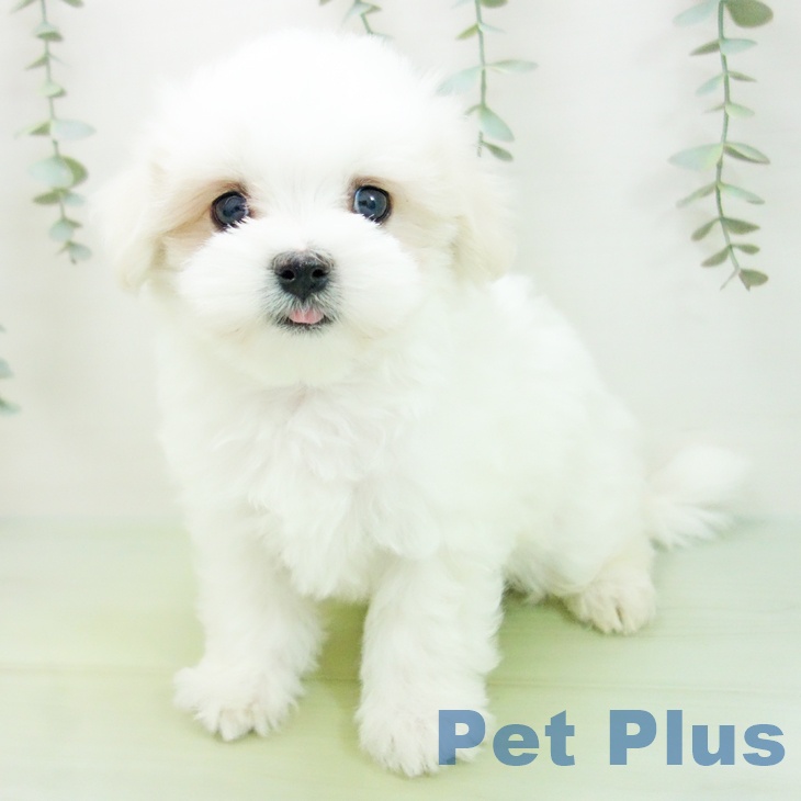 東京都のマルチーズ (ペットプラス青梅インター店/2025年7月25日生まれ/男の子/ホワイト)の子犬