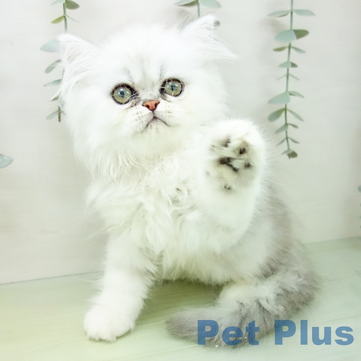 岐阜県のペルシャ (ペットプラス光ケ丘店/2025年7月25日生まれ/男の子/チンチラシルバー)の子猫の2枚目の画像