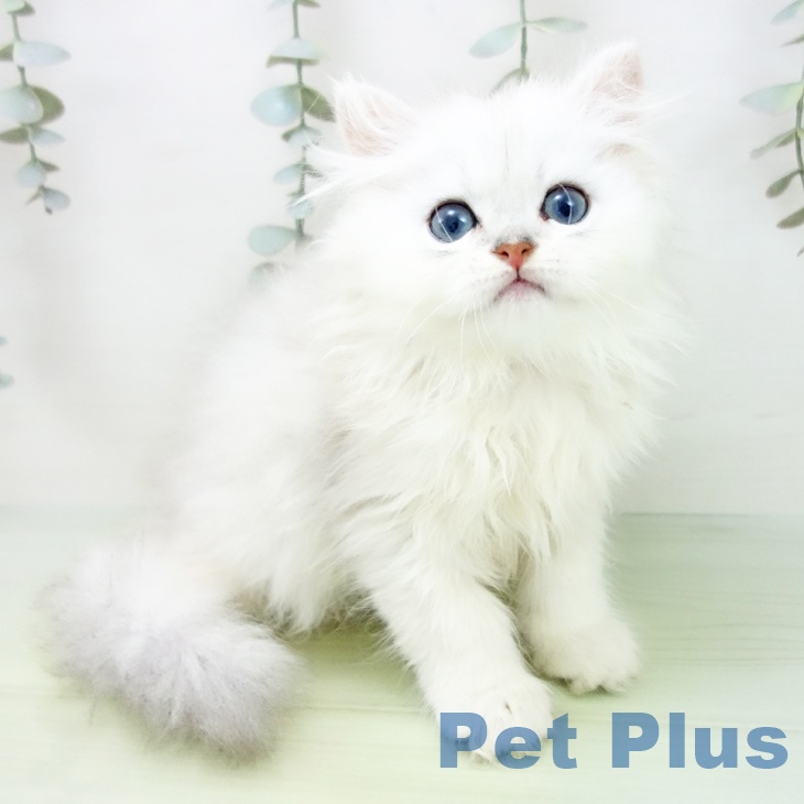 三重県のペルシャ (ペットプラス津南店/2025年7月19日生まれ/男の子/チンチラシルバー)の子猫の1枚目の画像
