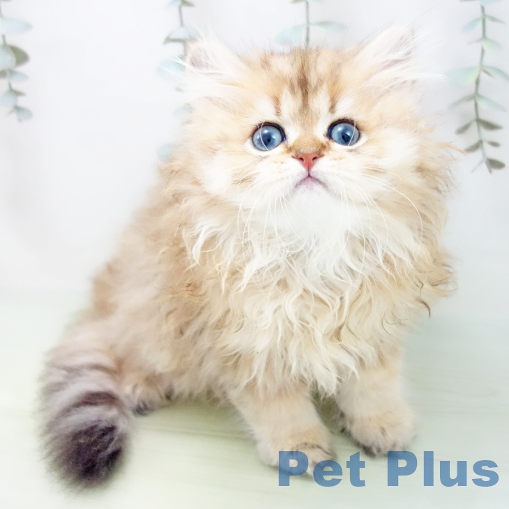 愛知県のペルシャ (ペットプラス岡崎店/2025年7月19日生まれ/男の子/チンチラゴールデン)の子猫の1枚目の画像
