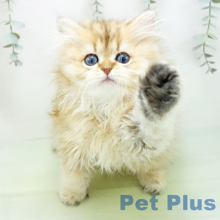 愛知県のペルシャ (ペットプラス岡崎店/2025年7月19日生まれ/男の子/チンチラゴールデン)の子猫の2枚目の画像