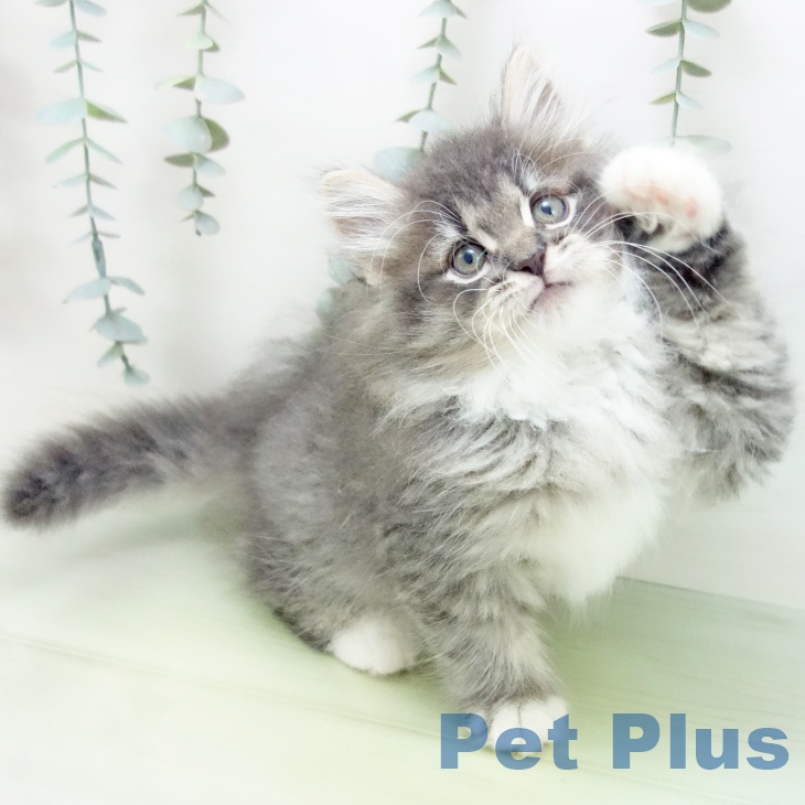 ノルウェージャンフォレストキャットの写真2