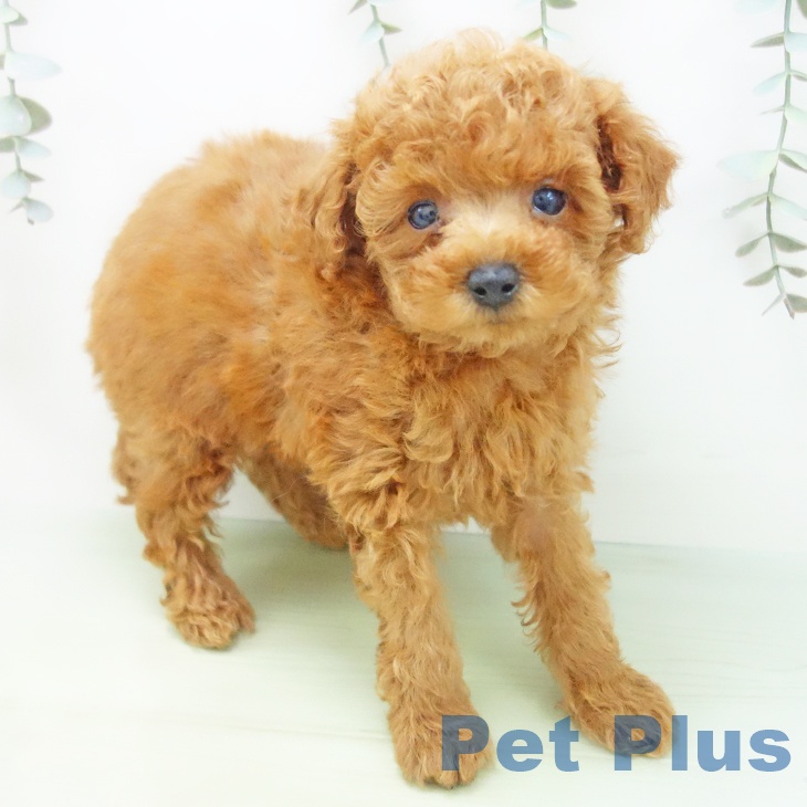富山県のトイプードル(トイ) (ペットプラス高岡店/2025年7月30日生まれ/男の子/レッド)の子犬