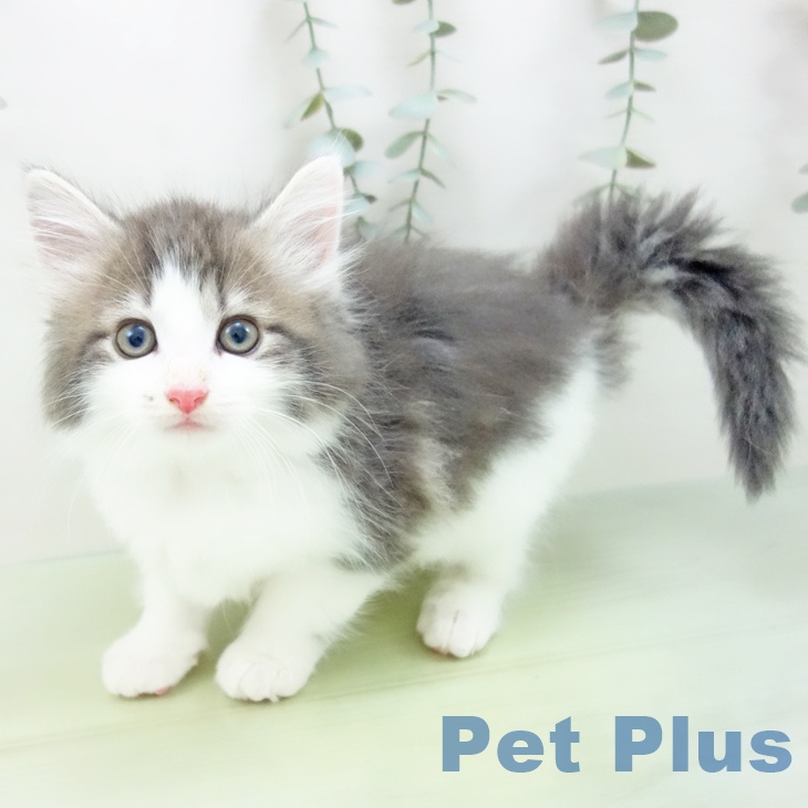 三重県のノルウェージャンフォレストキャット (ペットプラス 津南店/2025年7月30日生まれ/男の子/ブルータビーホワイト)の子猫
