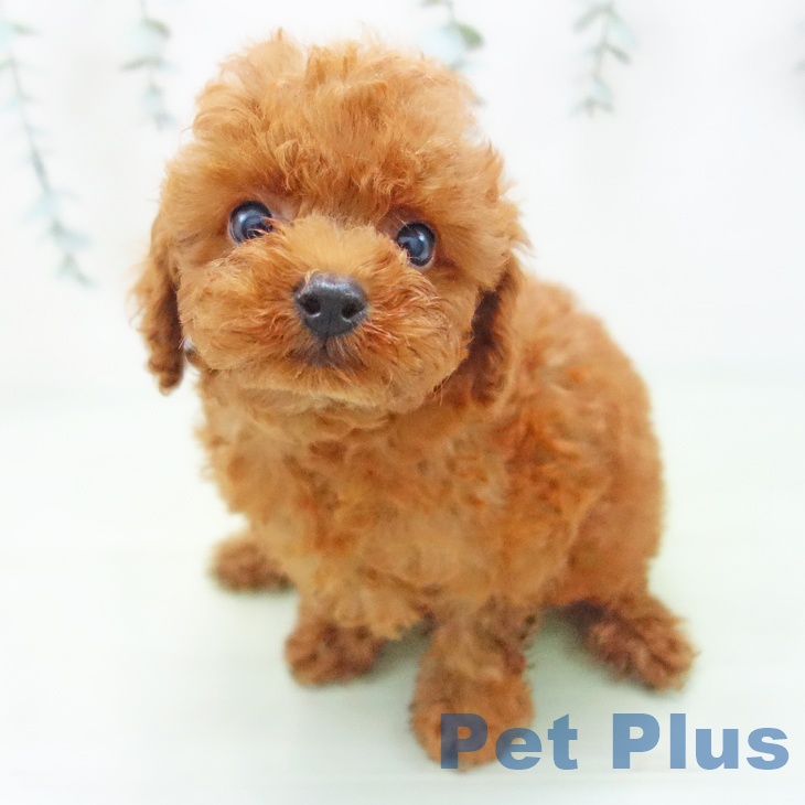 三重県のトイプードル(トイ) (ペットプラス鈴鹿店/2025年8月1日生まれ/男の子/レッド)の子犬