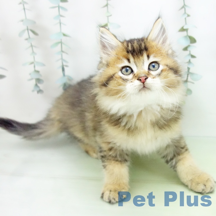 岐阜県のラガマフィン (ペットプラス各務原店/2025年7月29日生まれ/男の子/ブラウンタビー)の子猫の1枚目の画像