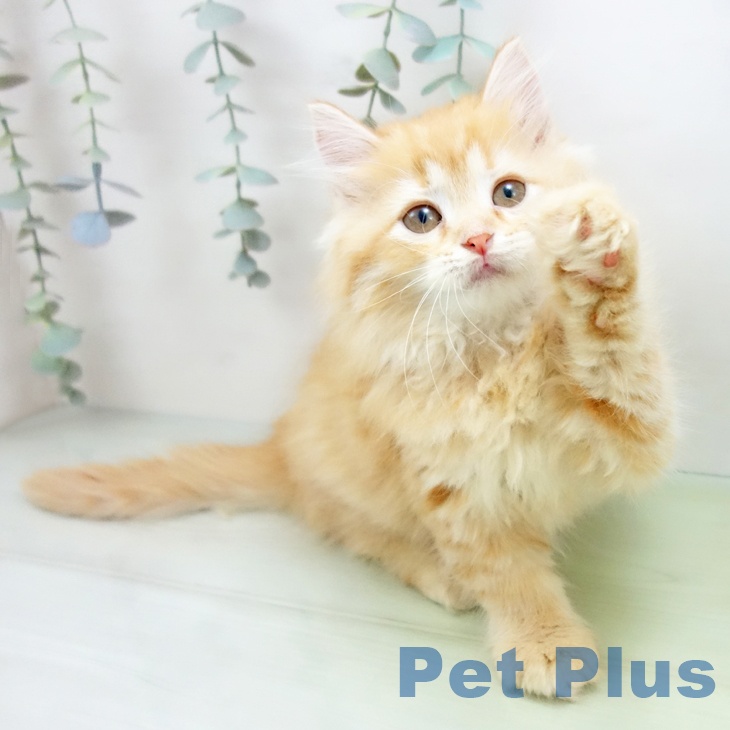 岐阜県のラガマフィン (ペットプラス光ケ丘店/2025年7月20日生まれ/女の子/レッドタビー)の子猫の1枚目の画像