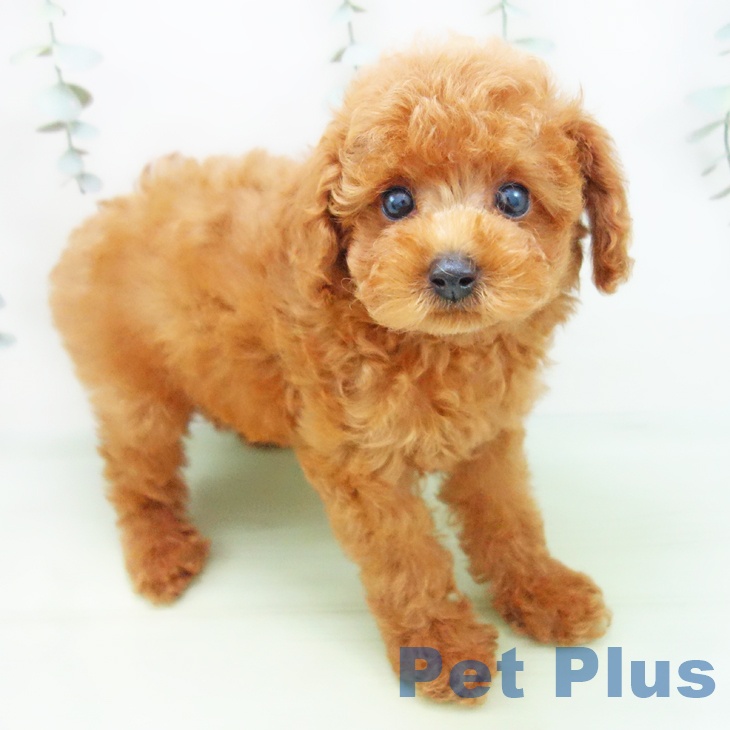愛知県のトイプードル(トイ) (ペットプラス三好店/2025年8月2日生まれ/男の子/レッド)の子犬の1枚目の画像