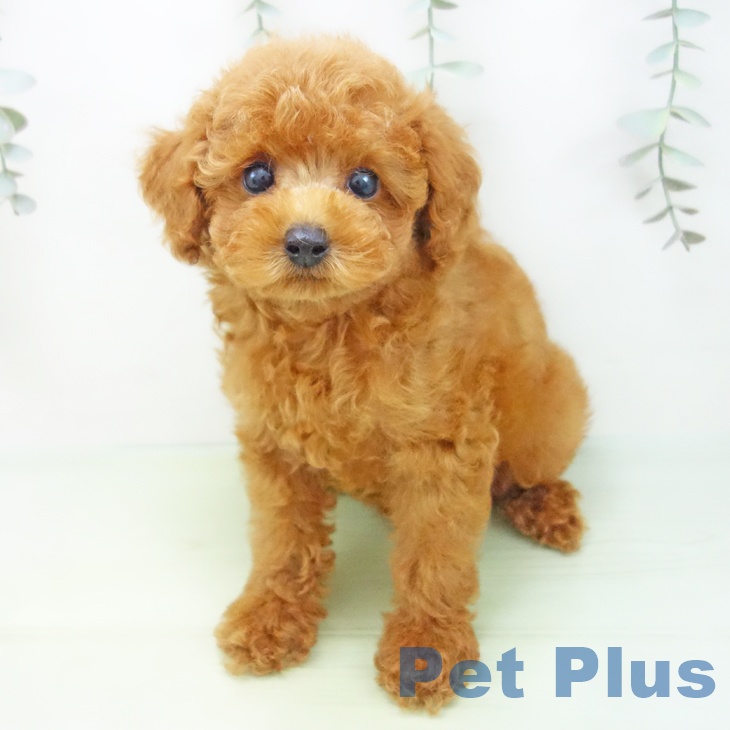 愛知県のトイプードル(トイ) (ペットプラス三好店/2025年8月2日生まれ/男の子/レッド)の子犬の2枚目の画像