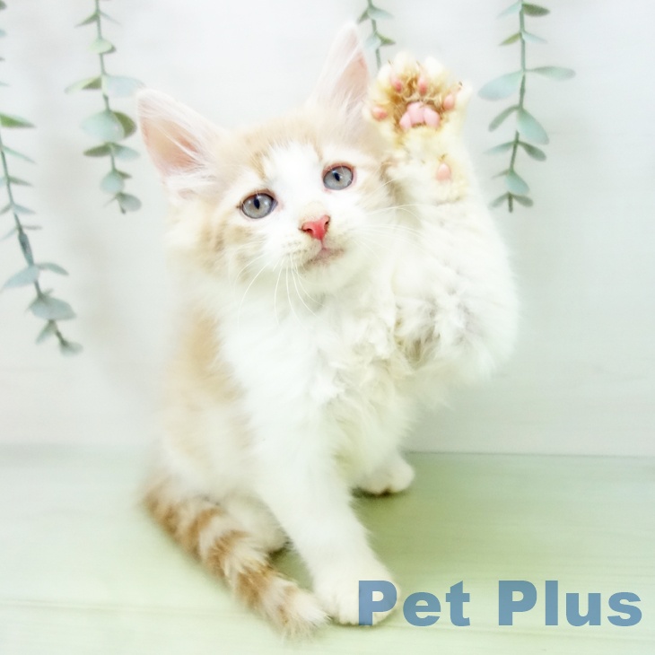 ノルウェージャンフォレストキャットの写真2