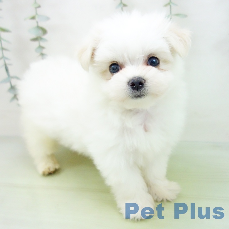 愛知県のマルチーズ (ペットプラス岡崎店/2025年8月6日生まれ/女の子/ホワイト)の子犬