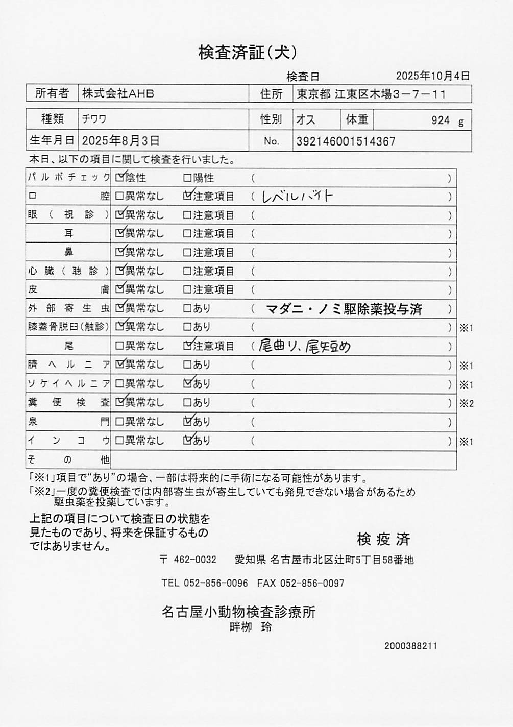 チワワ