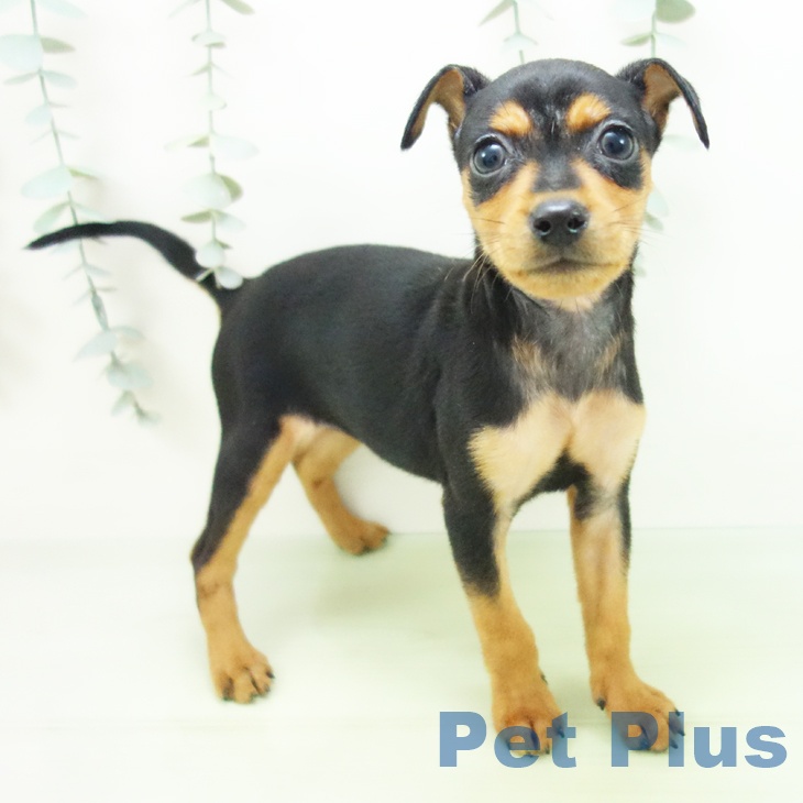 長野県のミニチュアピンシャー (ペットプラス 長野店/2025年8月8日生まれ/女の子/ブラックタン)の子犬の1枚目の画像