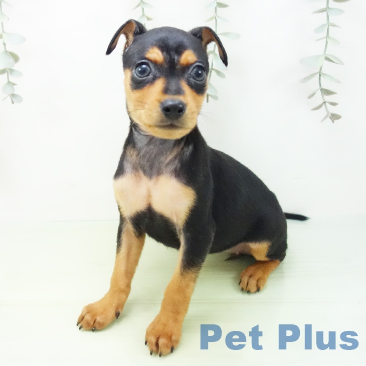 長野県のミニチュアピンシャー (ペットプラス 長野店/2025年8月8日生まれ/女の子/ブラックタン)の子犬の2枚目の画像