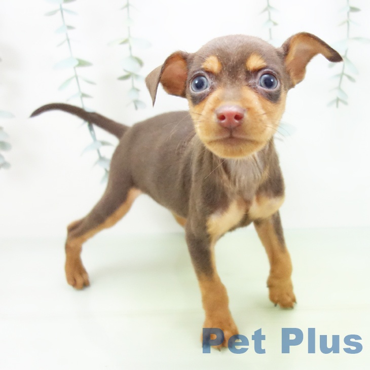 埼玉県のミニチュアピンシャー (ペッツワン 新座店/2025年8月8日生まれ/女の子/チョコレートタン)の子犬の1枚目の画像