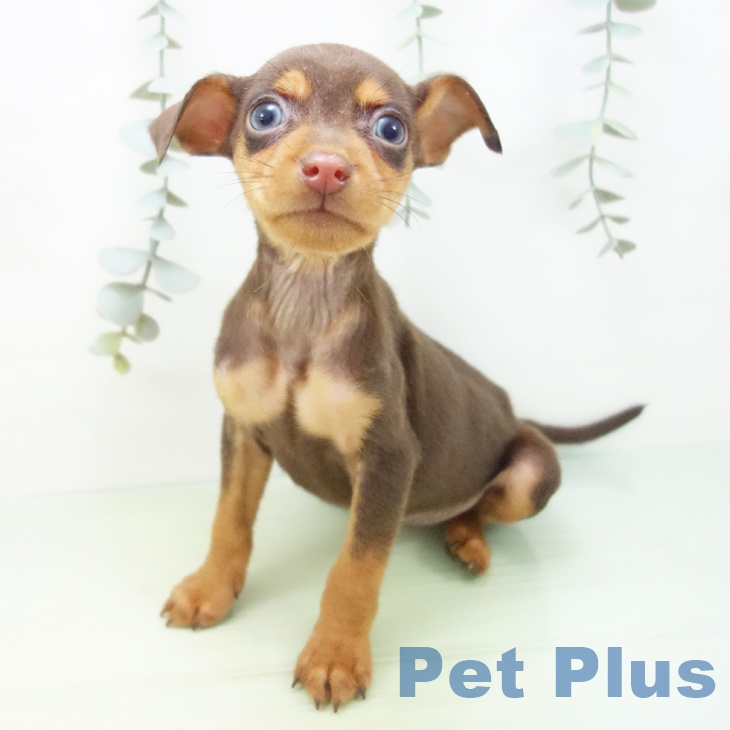 埼玉県のミニチュアピンシャー (ペッツワン 新座店/2025年8月8日生まれ/女の子/チョコレートタン)の子犬の2枚目の画像