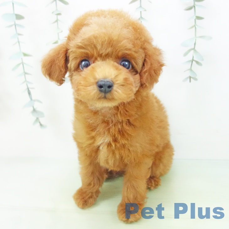 岐阜県のトイプードル(トイ) (ペットプラス各務原店/2025年8月9日生まれ/男の子/レッド)の子犬の1枚目の画像