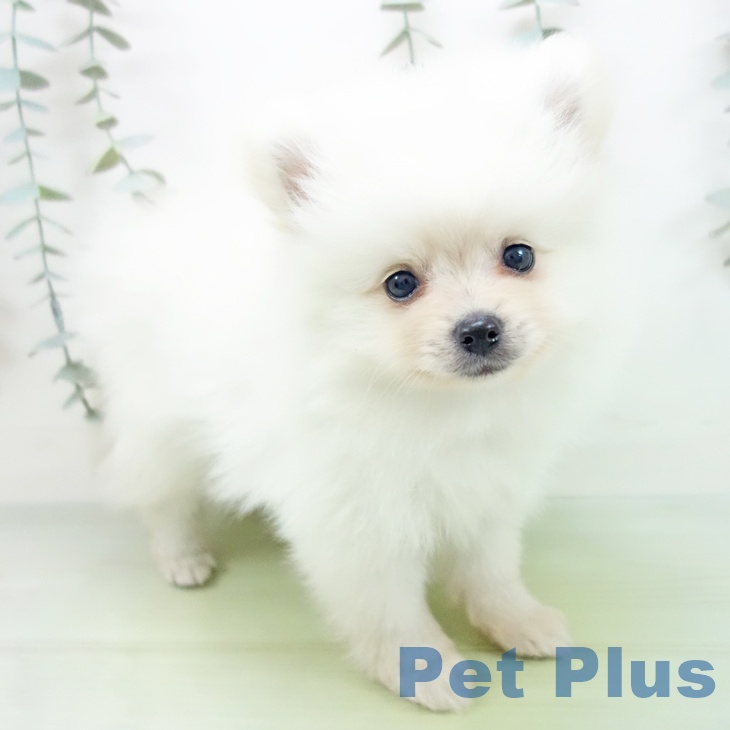 愛知県のポメラニアン (ペットプラス豊田店/2025年8月10日生まれ/男の子/クリーム)の子犬の1枚目の画像