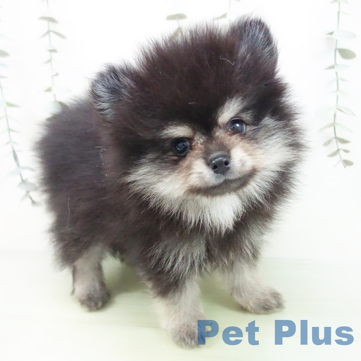 東京都のポメラニアン (ペットプラス 日の出店/2025年8月10日生まれ/男の子/ブラックタン)の子犬の2枚目の画像