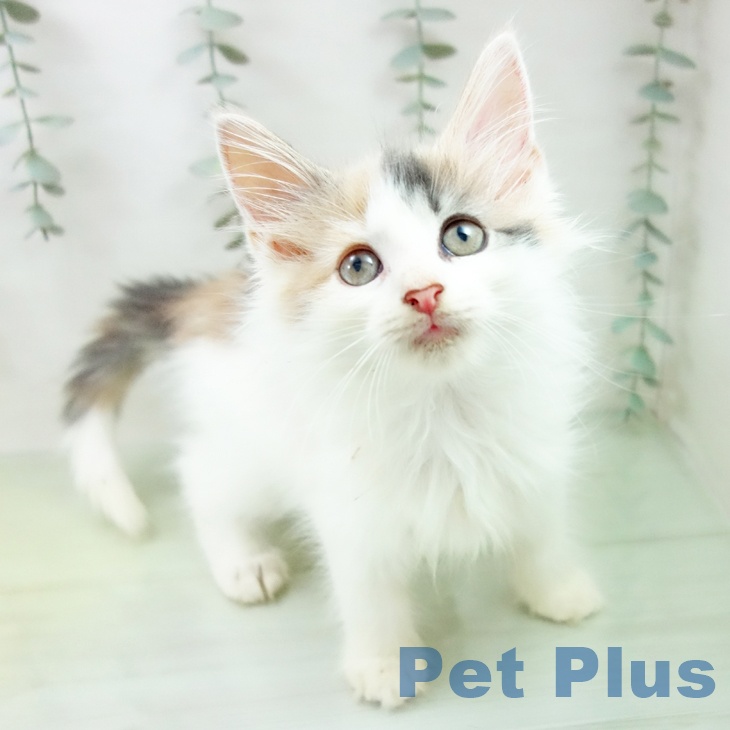 ノルウェージャンフォレストキャット