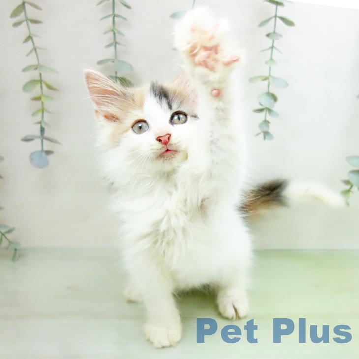 愛知県のノルウェージャンフォレストキャット (ペットプラス 豊橋牧野店/2025年8月6日生まれ/女の子/ブルーパッチドタビーホワイト)の子猫の2枚目の画像