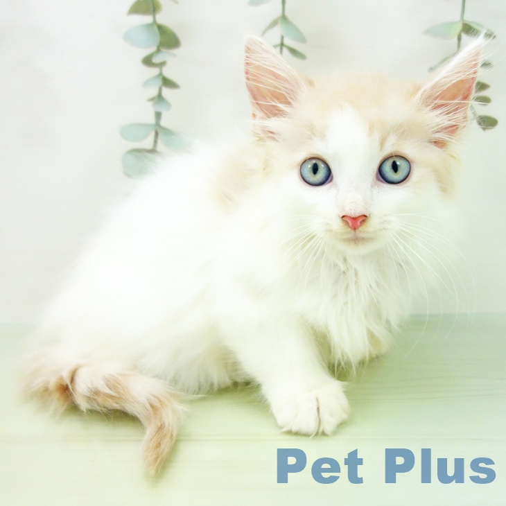 ノルウェージャンフォレストキャットの写真2