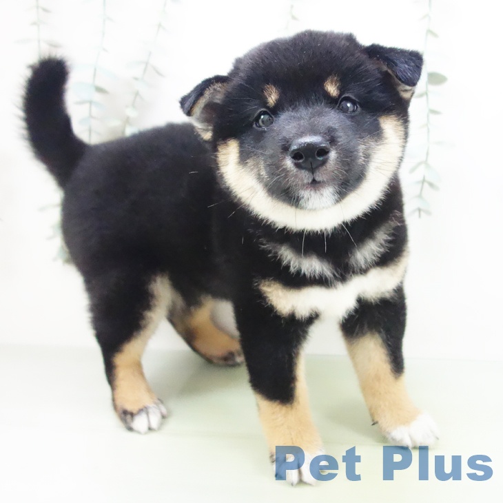岐阜県の柴犬(標準サイズ) (ペットプラス各務原店/2025年8月13日生まれ/男の子/黒)の子犬の1枚目の画像