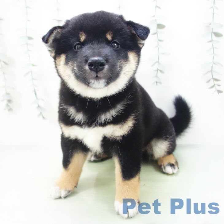 岐阜県の柴犬(標準サイズ) (ペットプラス各務原店/2025年8月13日生まれ/男の子/黒)の子犬の2枚目の画像